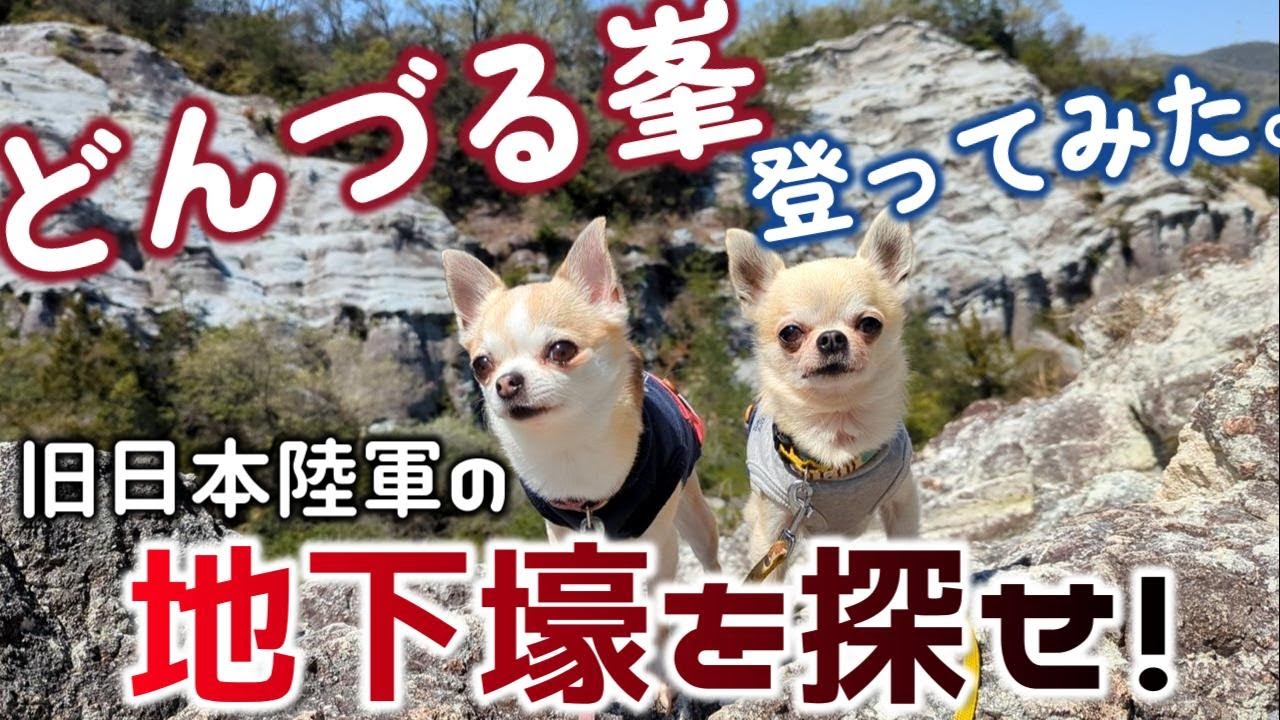 屯鶴峯登ってみた。旧日本陸軍の地下壕を探せ！（どんづる峯、どんづるぼう、戦争遺構、戦争移籍、奈良県香芝市、登山、チワワ、スムチー、スムースチワワ、スムースコートチワワ、犬と旅）