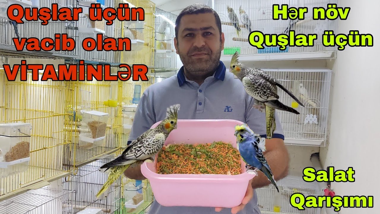 Quşlar üçün salat və vacib olan vitaminlər #tutuqusu #karela #jako#mubarizemintv