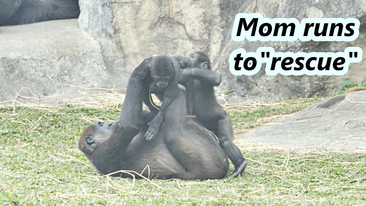 Gorilla Ringo did not want to play with auntie, and mom ran to 