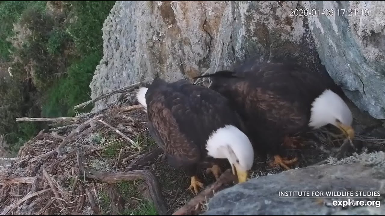 West End Low Cam . A different looking male eagle visit the nest  01.19. 2026. Explore.org