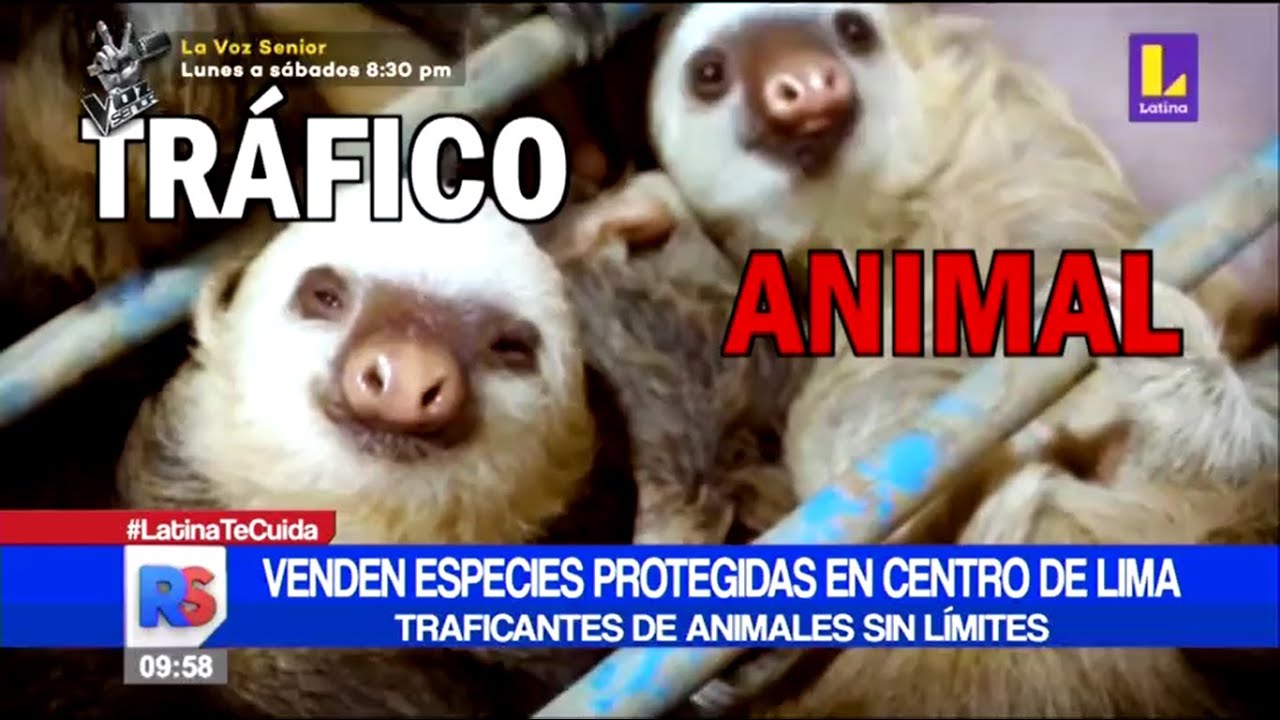 VENTA DE ESPECIES DE FAUNA SILVESTRE EN MERCADO CENTRAL DE LIMA
