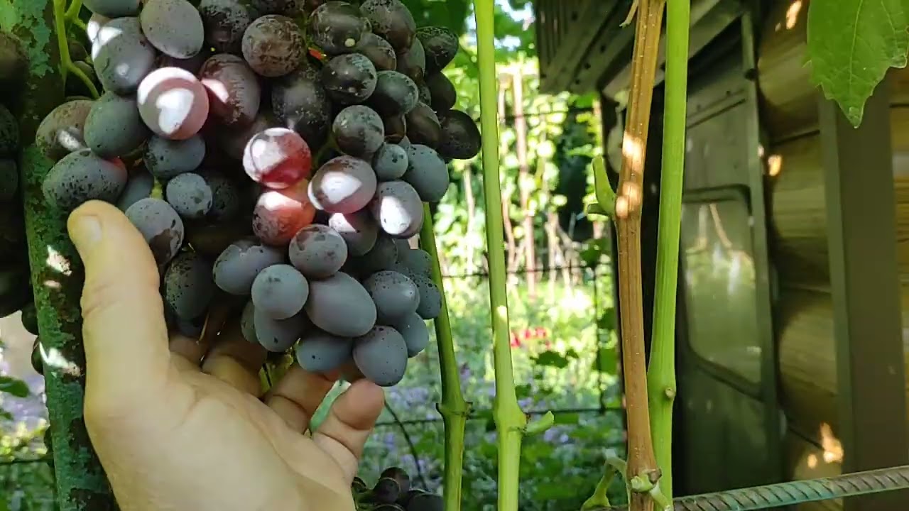 Слава Україні - форма столового винограду.