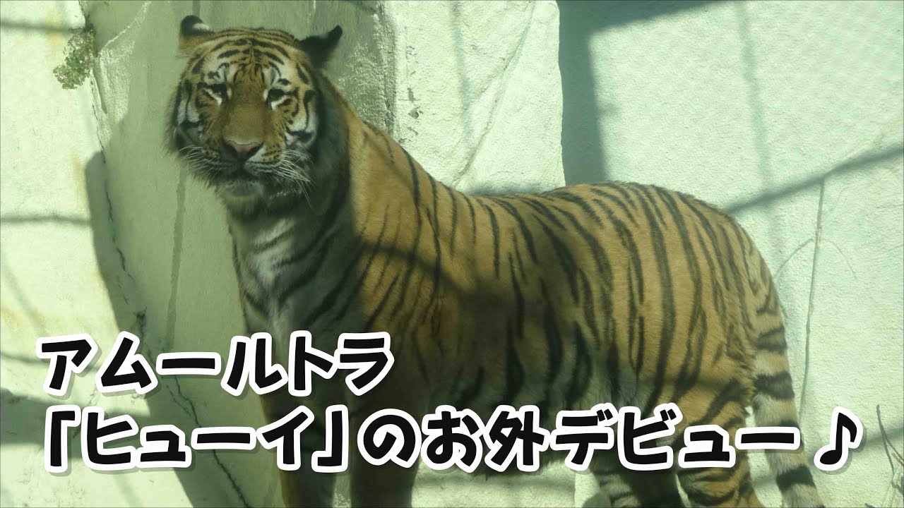 【福岡市動物園】アムールトラ「ヒューイ」のお外デビュー♪