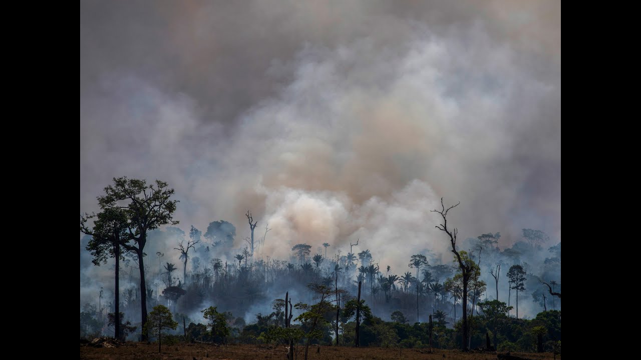 Deforestation - A Short Film