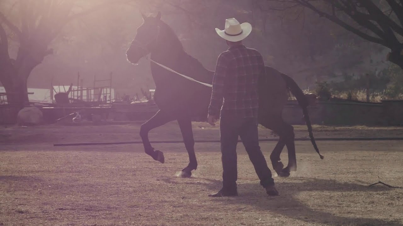 Equestrian motivation. What do you desire (ft. Alan Watts). Horse riding motivation.