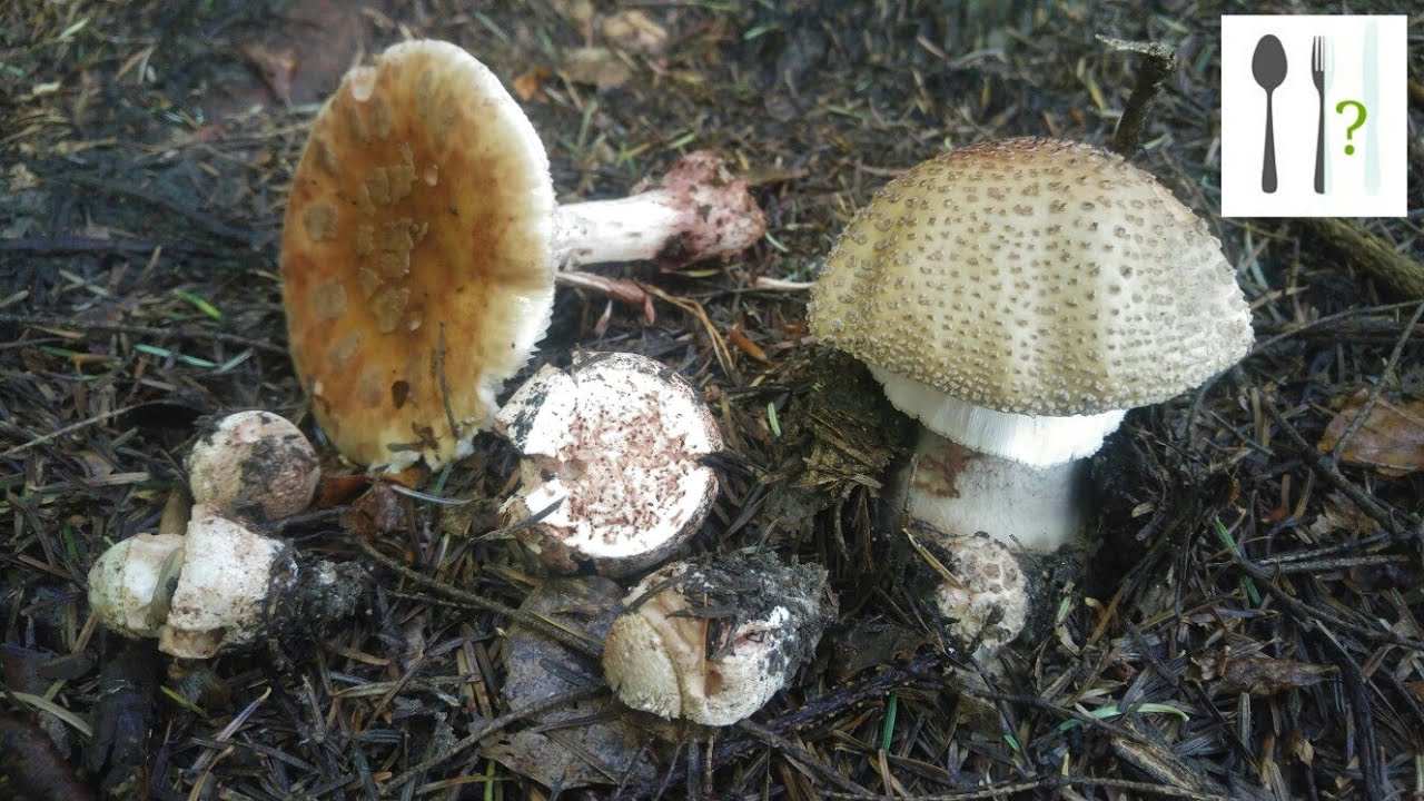 Muchomor czerwieniejący (Amanita rubescens) Sowina