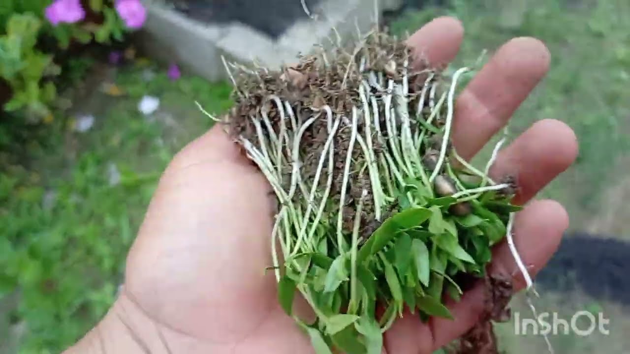 Ganhei Pés de Morango 🍓+Hortas de Pimentão 🫑+Dia Produtivo 