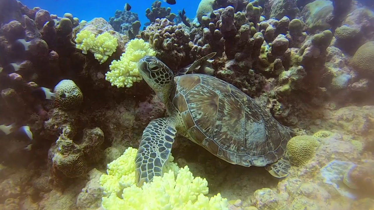 Incredible diving in Le Morne (Mauritius) with Scuba Caribe @ Riu hotel