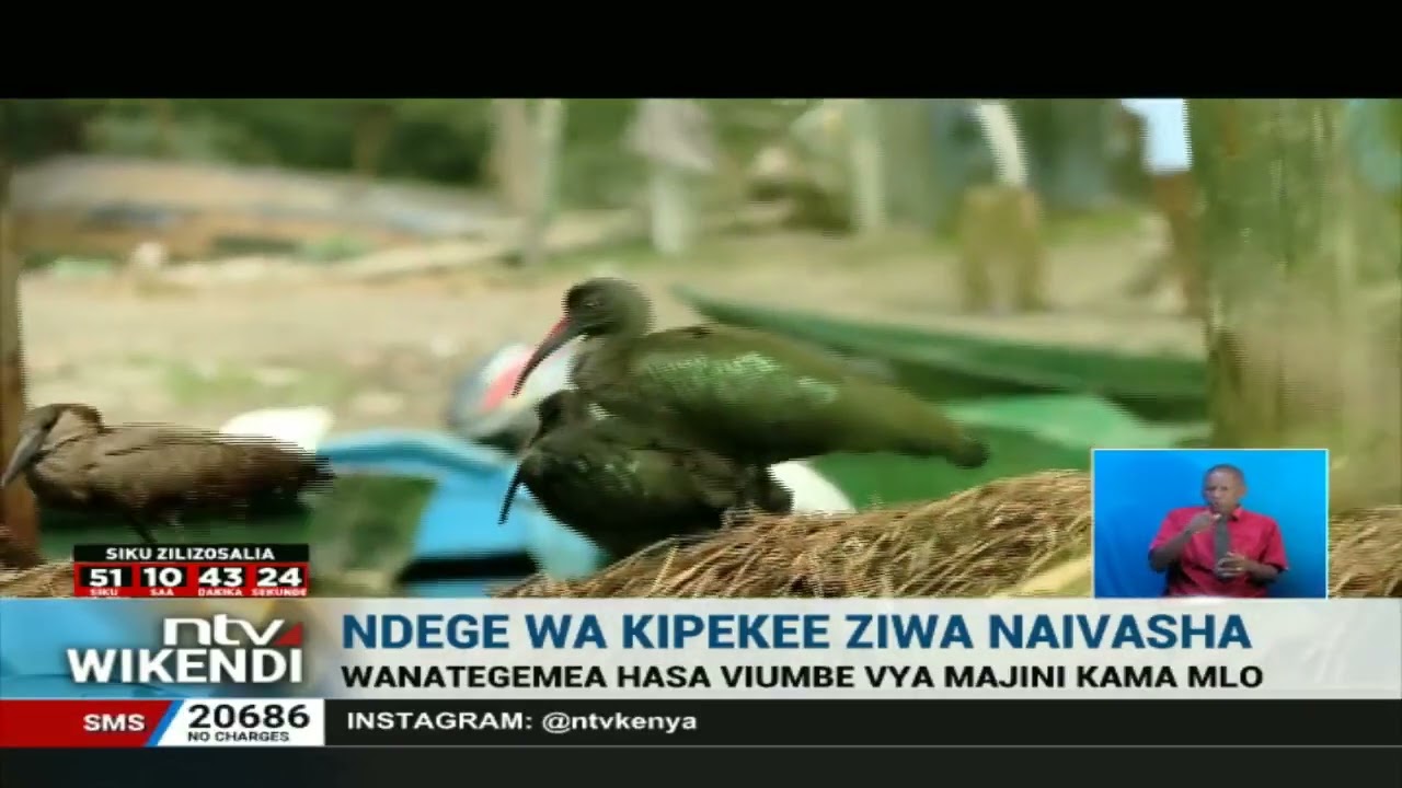 Ndege wa kipekee wa ziwa Naivasha wanaotegemea viumbe vya majini kwa mlo