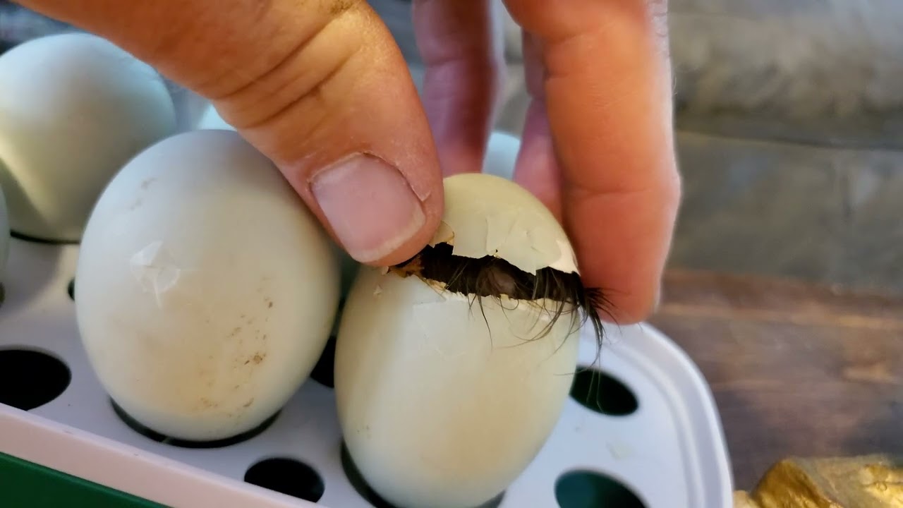 Indian runner duck hatching at 27 days