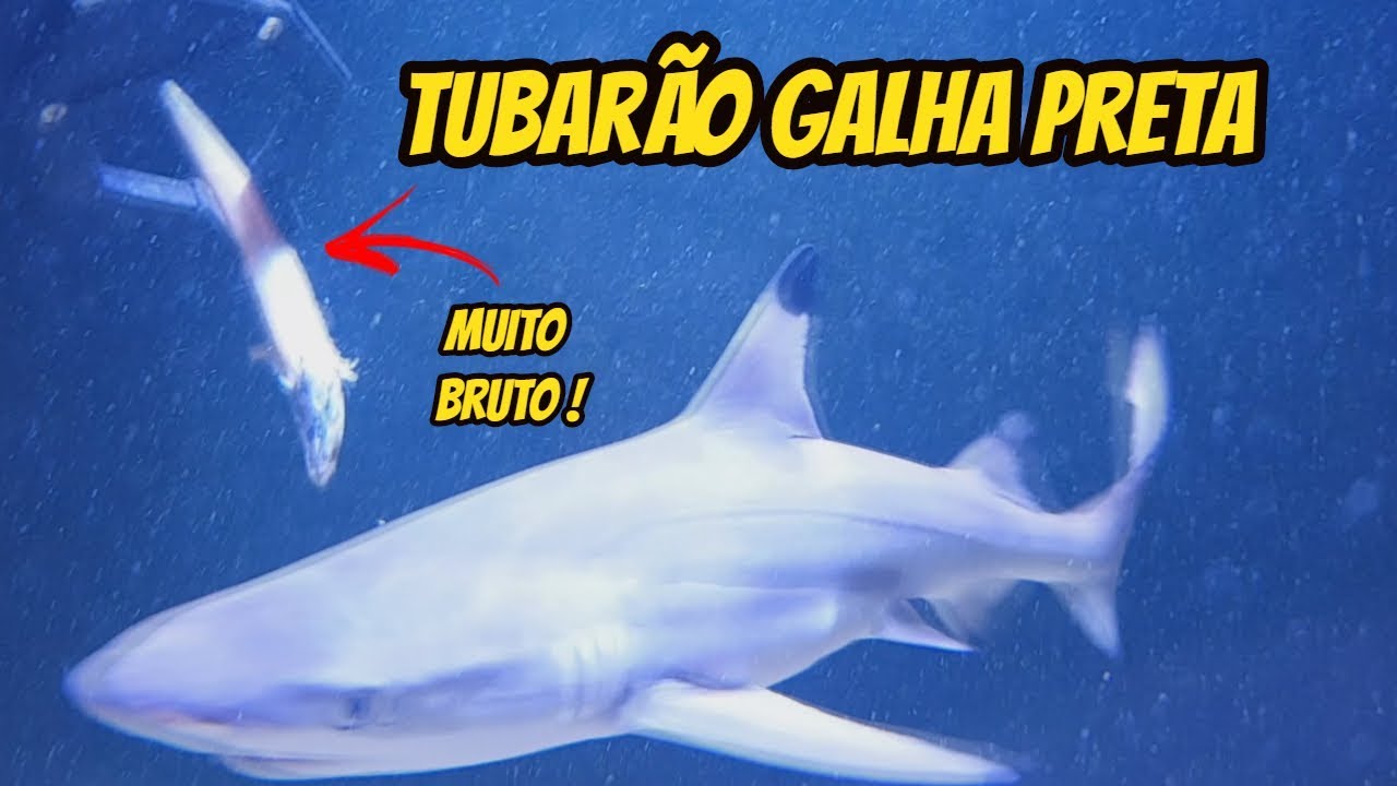 TUBARÃO AGRESSIVO em Aquário Marinho  | Galha Preta em Ação |