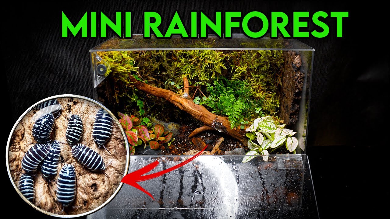Creating a BIOACTIVE MINI RAINFOREST Ecosystem | Introducing our First Inhabitants