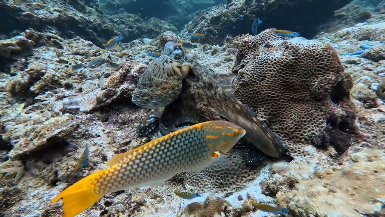  😳 Camouflage Octopus never seen before that way 