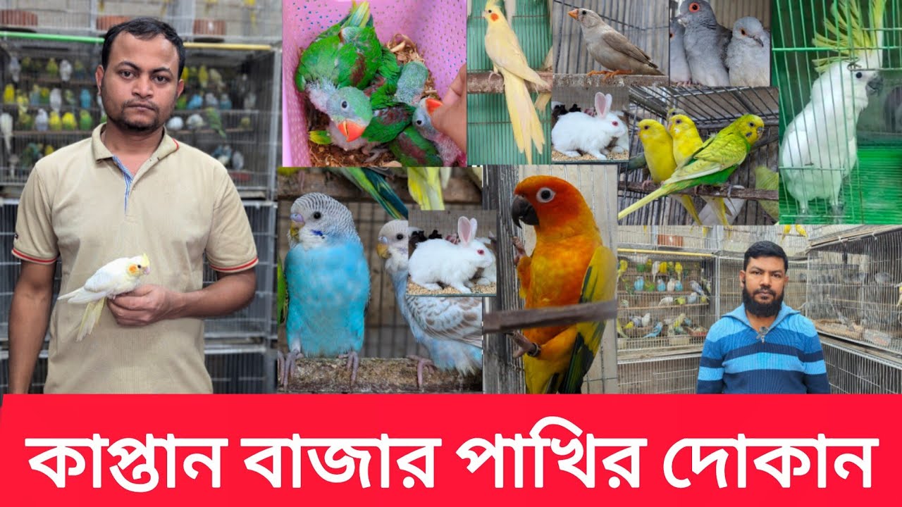 কাপ্তান বাজার পাখির দোকান |গুলিস্তান কাপ্তান বাজার হাট |Kaptan Bazar|Village hat#কাপ্তান_বাজার#viral