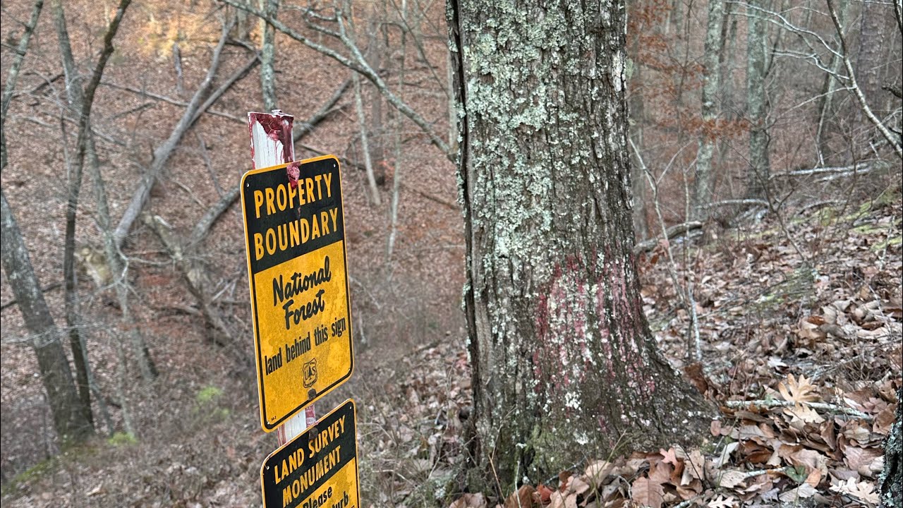 Public Land Squirrels and a couple Cur Dogs