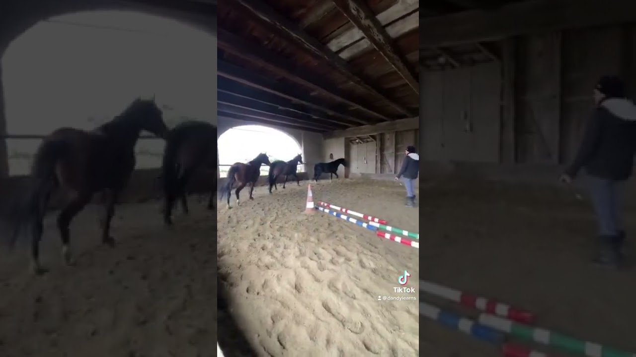 Pferde wie im Zirkus longieren 🎪 