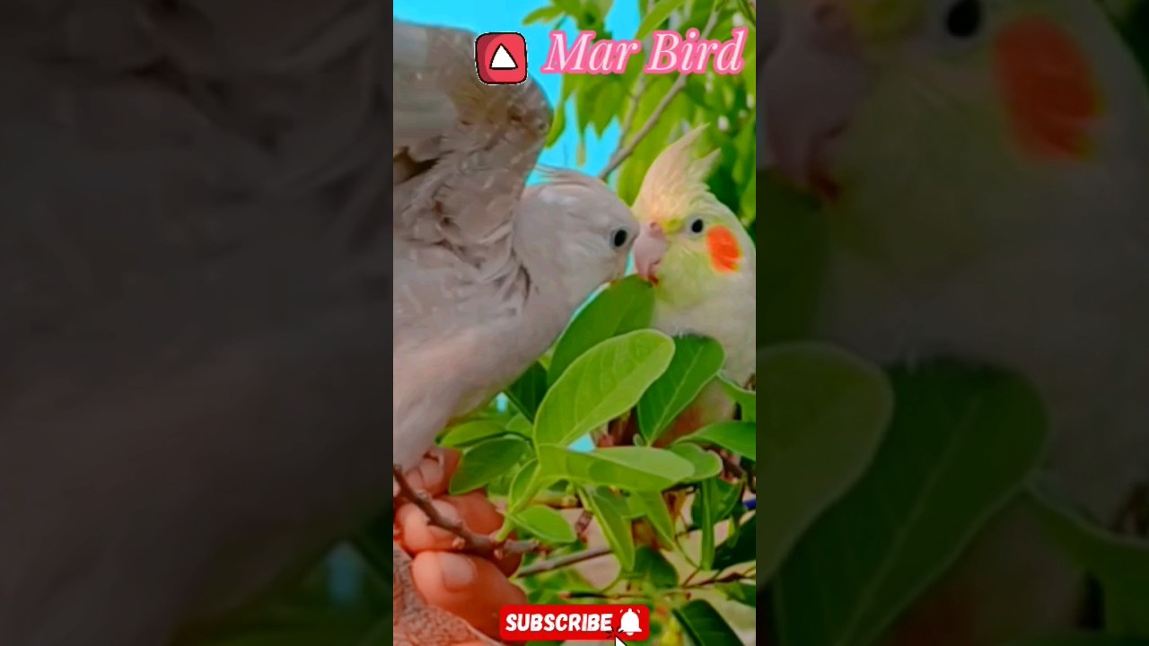my crazy cockatiel fighting time 👊 #crazybirds #fighting #shorts