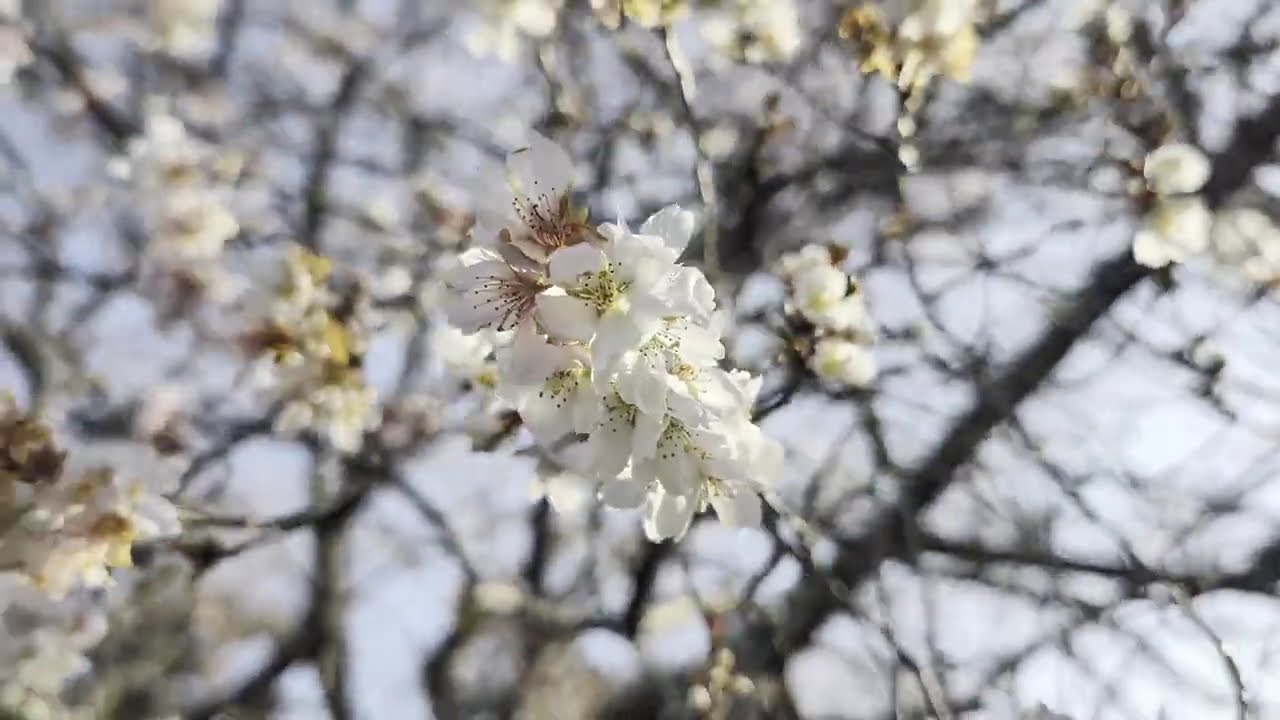 【十月桜　清須城公園】　愛知県清須市　2026年1月18日（日）