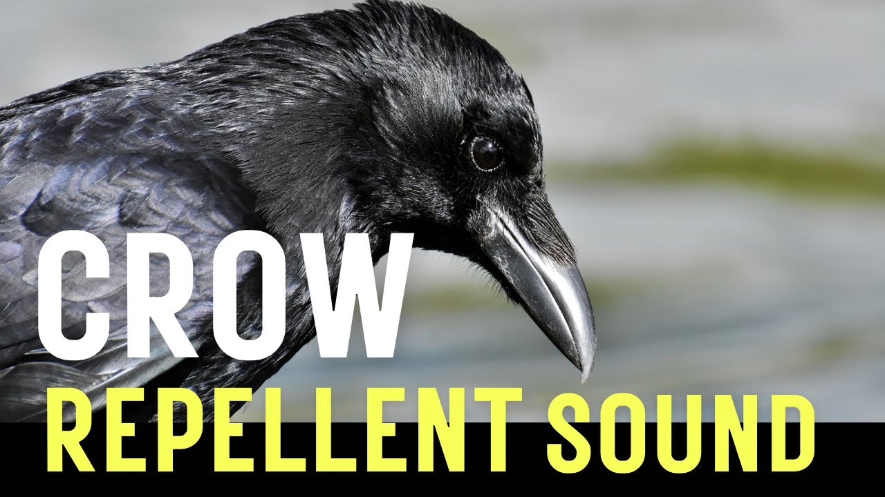Crow Repellent Sound, Hawk sound and Ultrasonic Waves