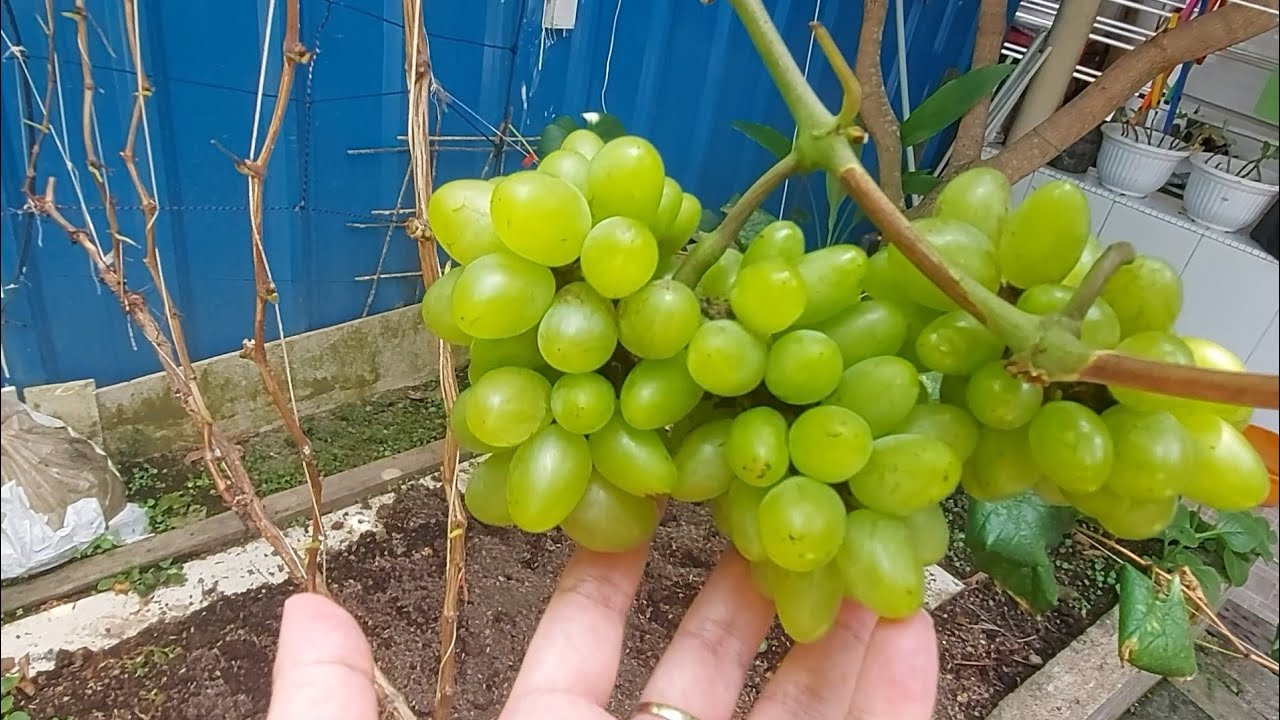 Pohon Anggur Import TERBUKTI Berbuah Sangat Cantik dan Mempesona di Kebun Clarissa