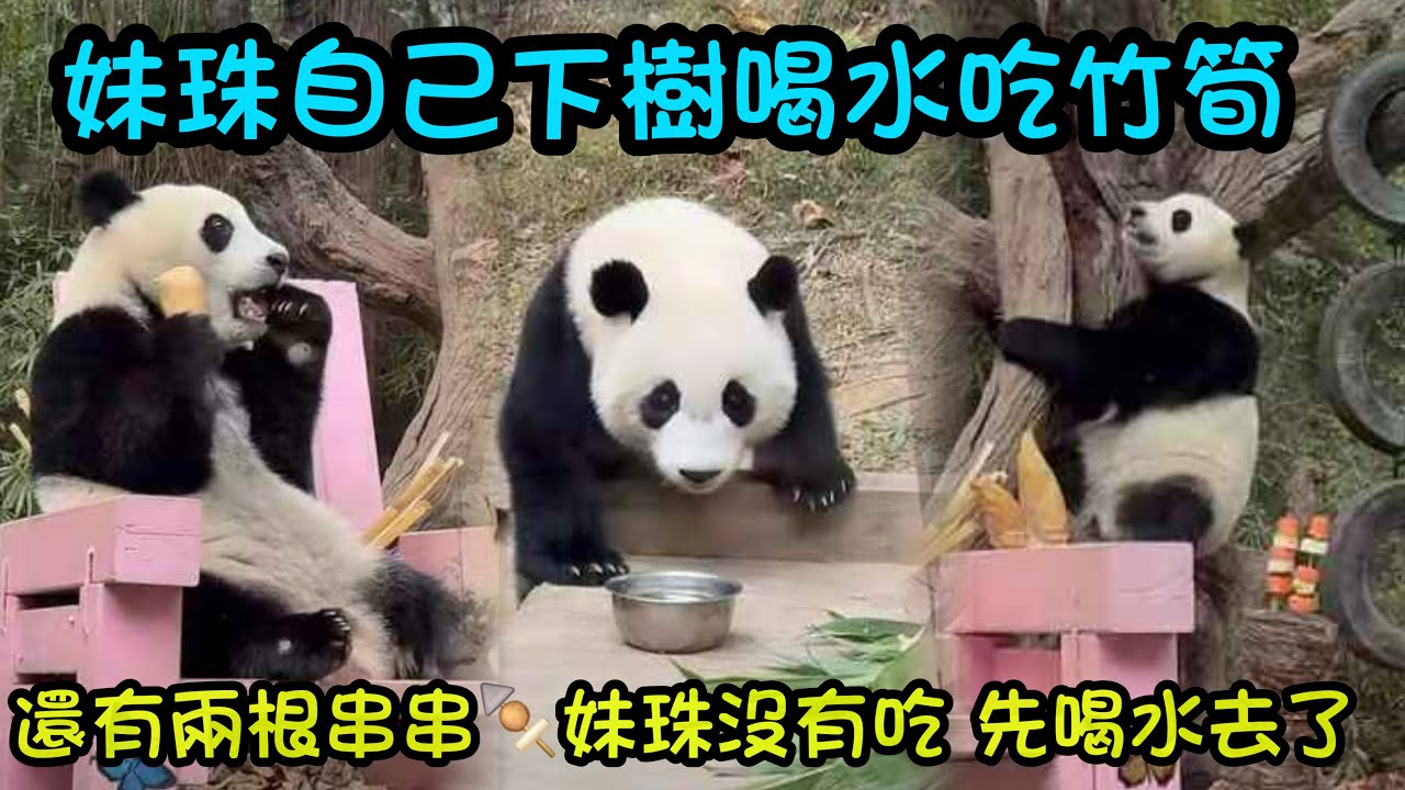 大良給妹珠準備了很多吃的，妹珠下樹吃串串，先喝水，再爬上龍椅吃竹筍#panda #cutepanda  #熊貓妹珠