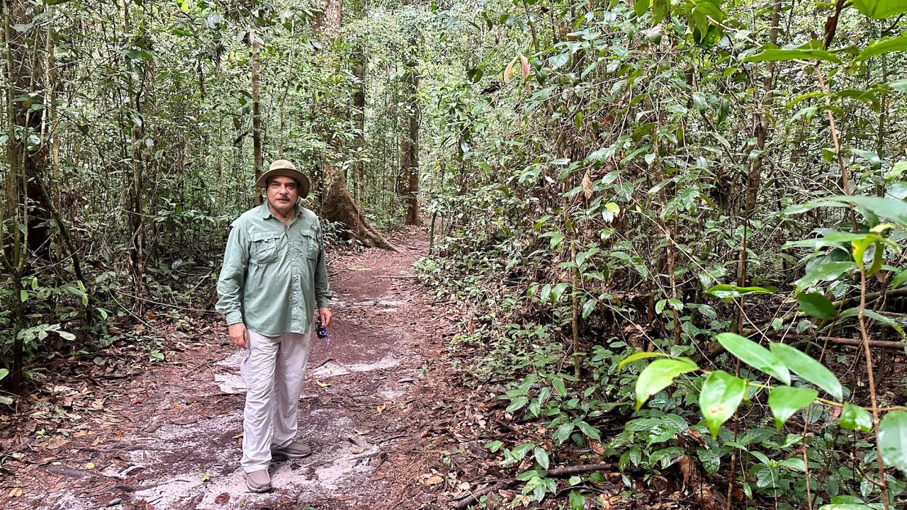GABON'S RAINFOREST: BEAUTY ABOVE, MOSQUITOES BELOW