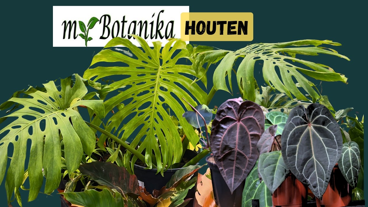 MyBotanika Houten - seltene Pflanzen und Besuch von Doc Block auf der Zimmerpflanzen Messe