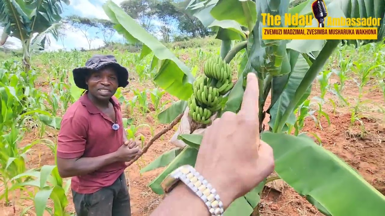 Mabhanana eshe eku Jopa aonekwa kwaTuzuka.