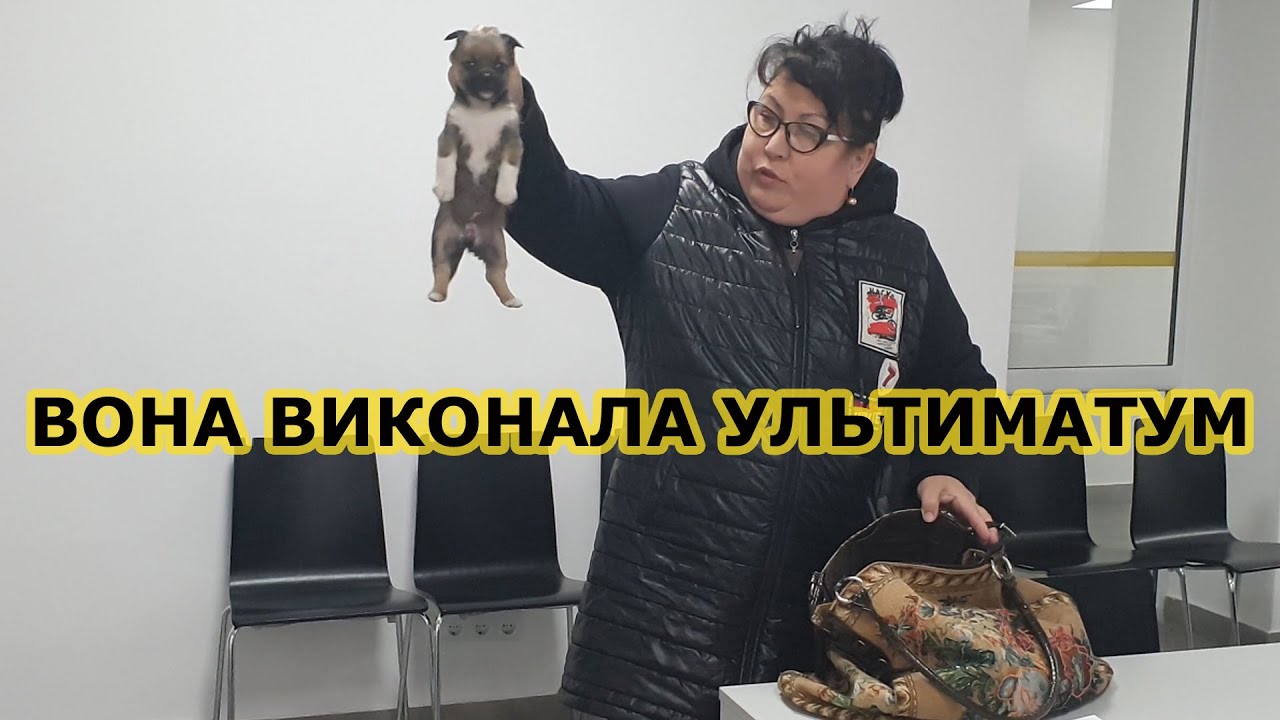 Собак почали зносити в Бердичівську міську раду