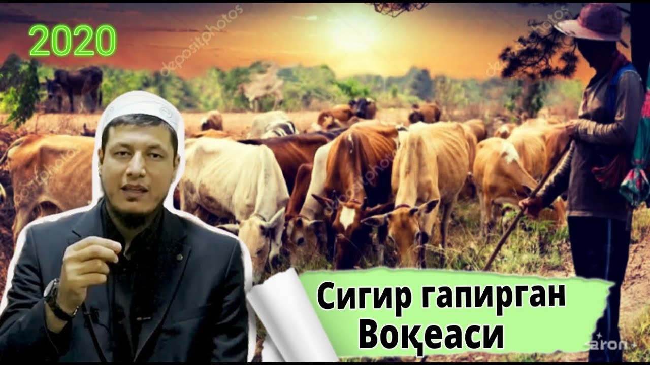 ГАПИРГАН СИГИР ВОҚЕАСИ АБДУЛАЗИЗ ДОМЛА ЭНГ ДОЛЗАРБ МАВЗУ
