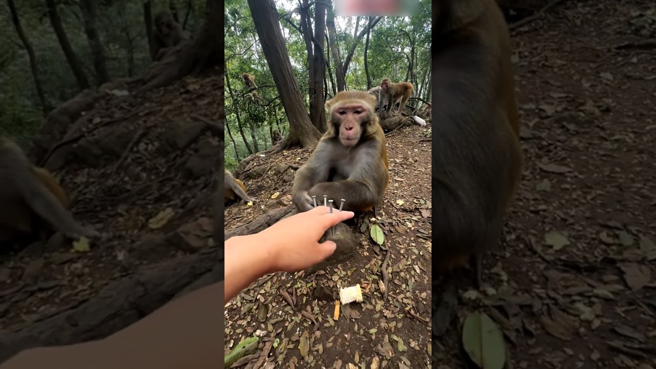 When a Monkey Understands Human Pain❤️