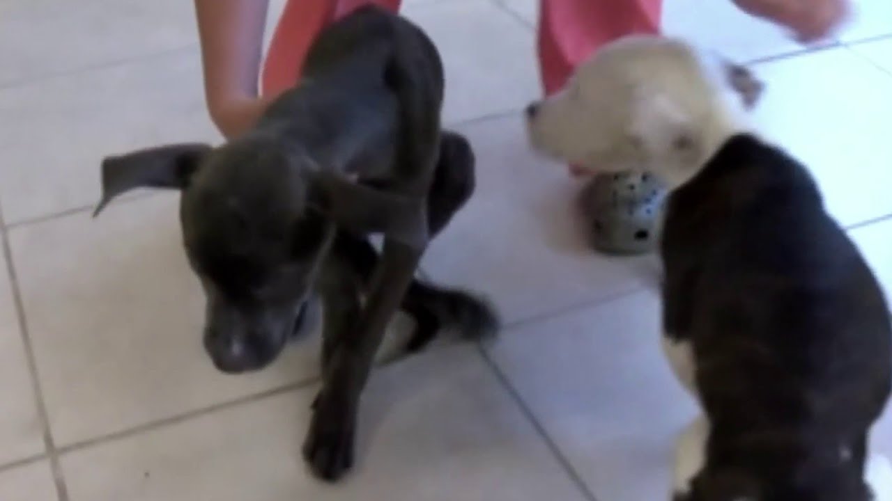 Animal abuse could soon come with harsher punishment in Virginia