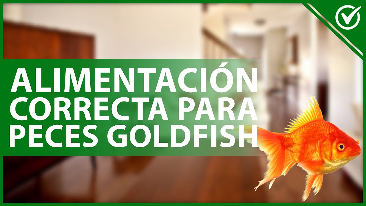 🐠 &iquest;C&oacute;mo ALIMENTAR a mis peces GOLDFISH de manera correcta? - Todo sobre su dieta 🐠