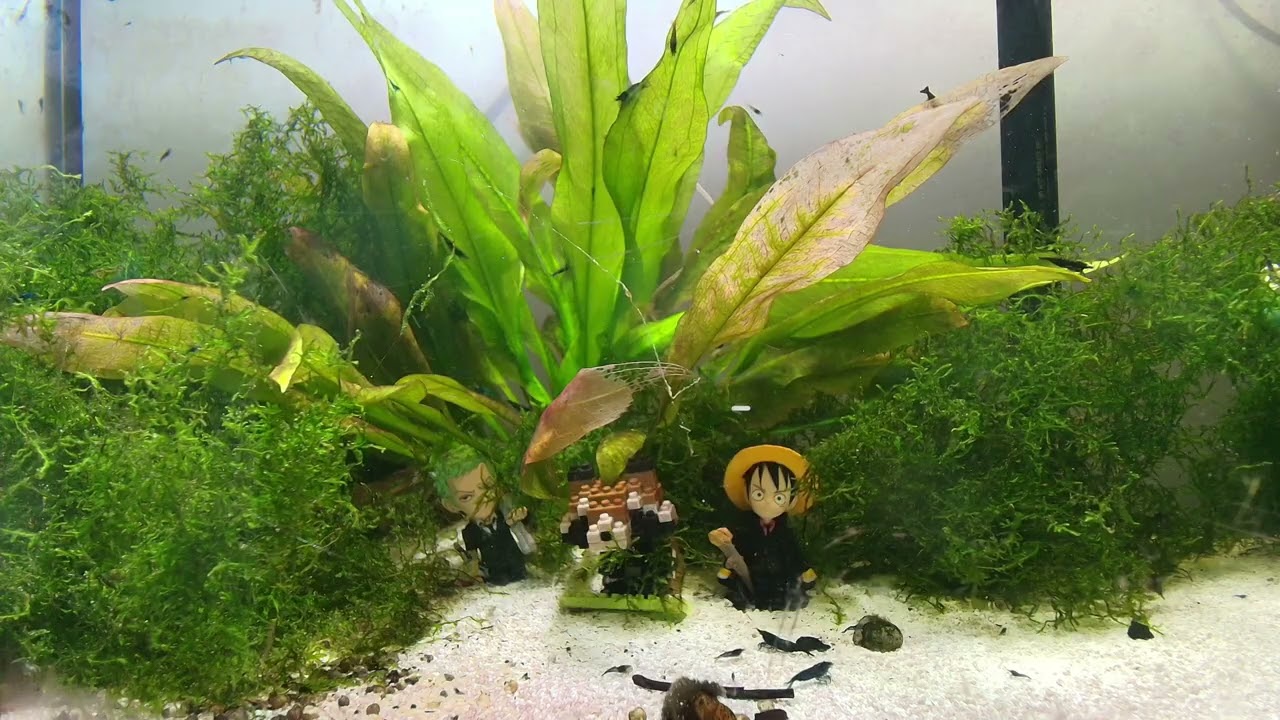09.03.2026. a neocaridina story