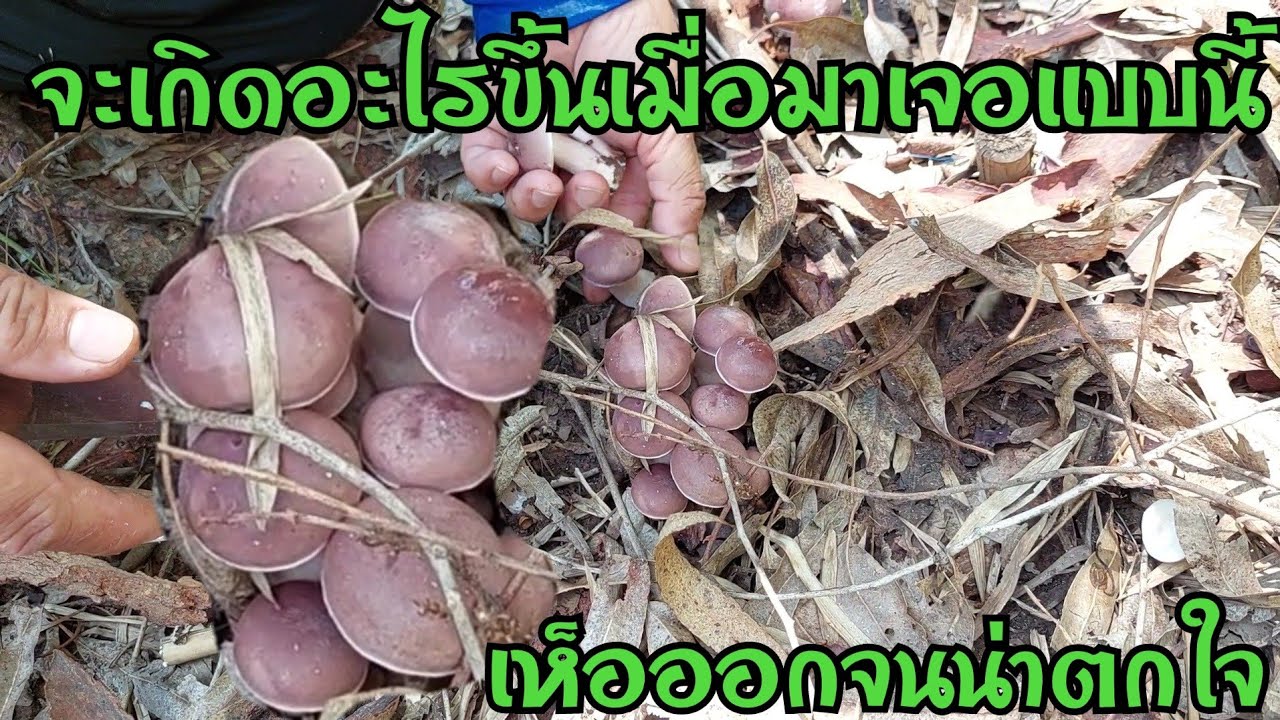 เกิดอะไรขึ้นปีนี้  เห็ดทำไมถึงได้ออกเยอะขนาดนี้ เก็บแทบไม่ไหว เจอแบบนี้แทบอึ้ง