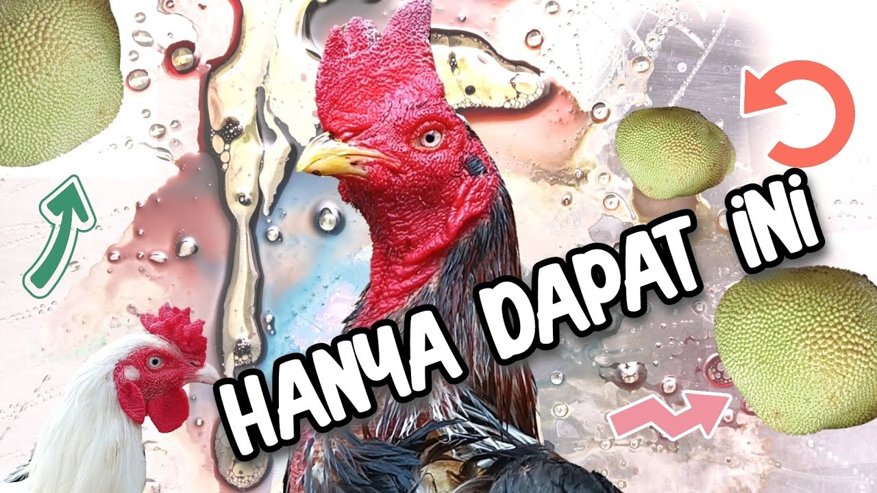 JALAN- JALAN DIPASAR DAPAT INI