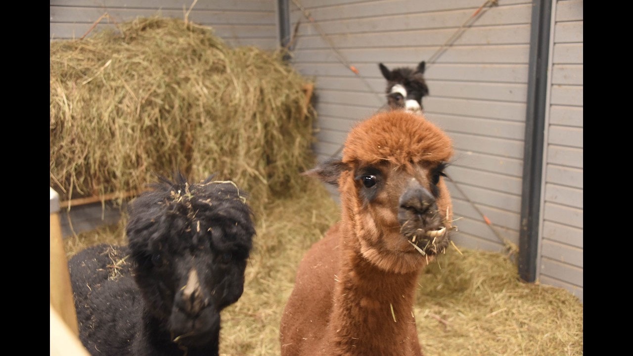 AWW! Most Adorable Moment Ever at Angel Valley Farm | Live Replay