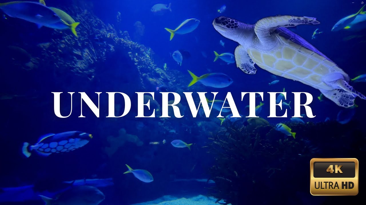 Underwater Relaxation &ndash; Fish Swimming with Calming Music & Ocean Sounds