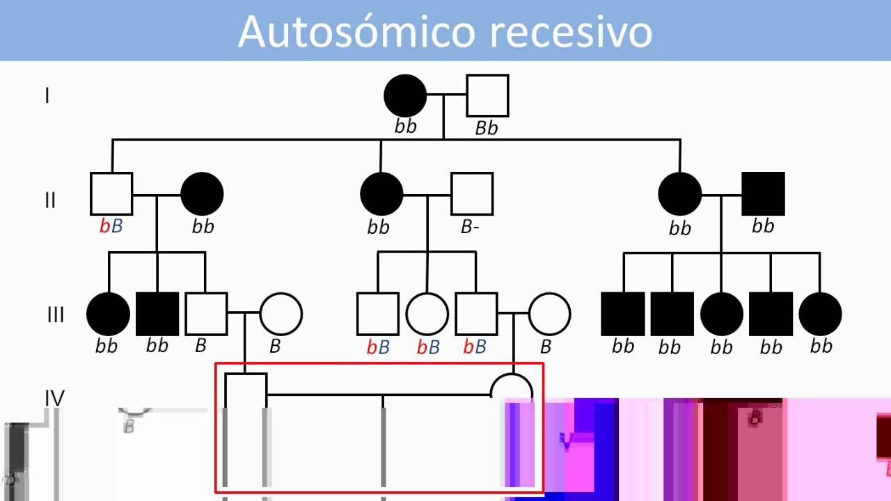 Lec2.1 Genética humana. Análisis de patrones herencia monogénicos en genealogías (umh1144 2014-15)