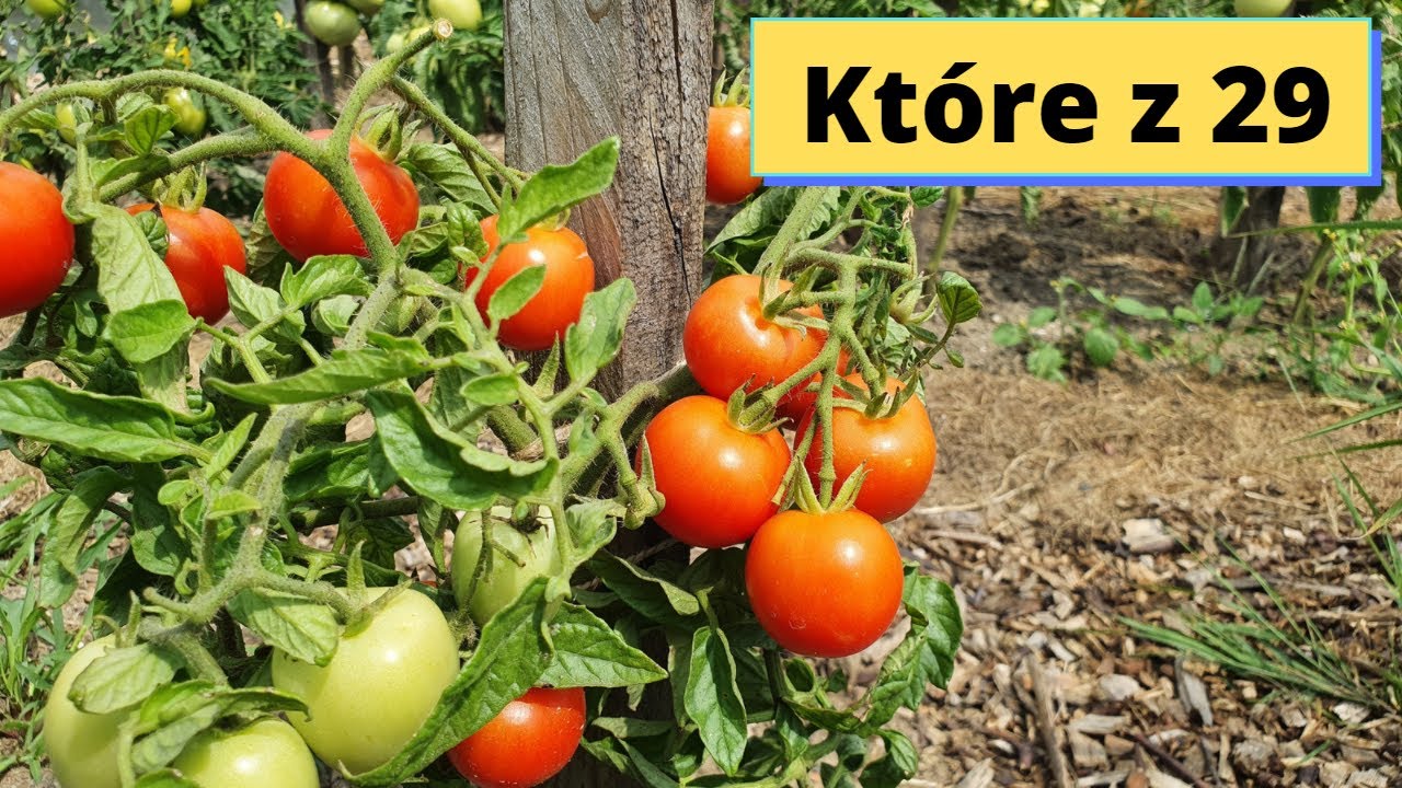 Najwcześniejsze pomidory