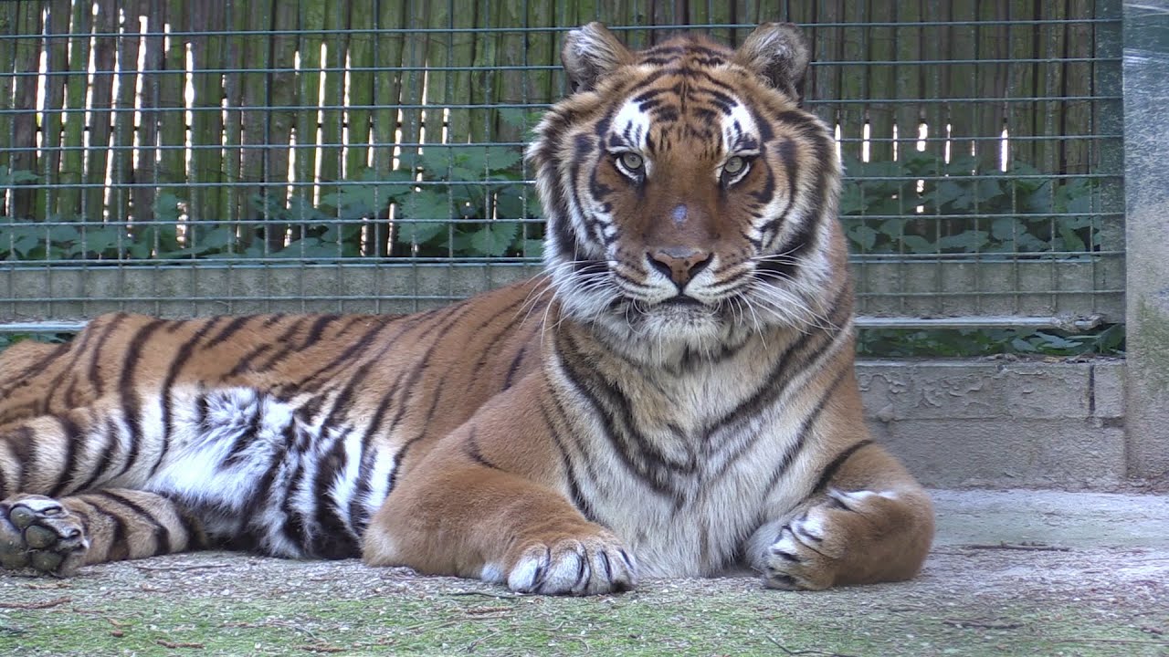 Natuurhulpcentrum - Tijger Sandro mankt...
