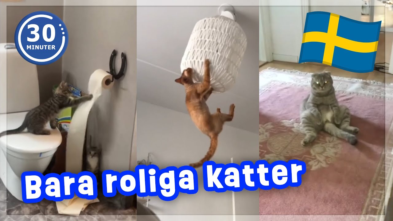 Sveriges Roligaste Katter 🇸🇪🐱😂 | 30 Minuter Skrattgaranti!