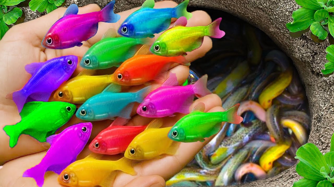 The incredible catch colorful aquarium fish in small pond: baby turtle, pencil fish, pink guppy, koi