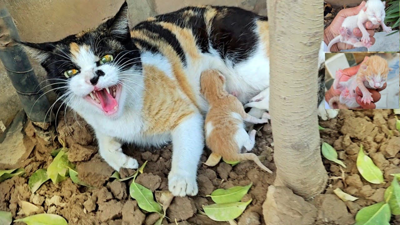 A Worried Mama Cat Fears Losing Her Babies Again, Until She Finds Comfort and Gentle Love 🐱💖🐾