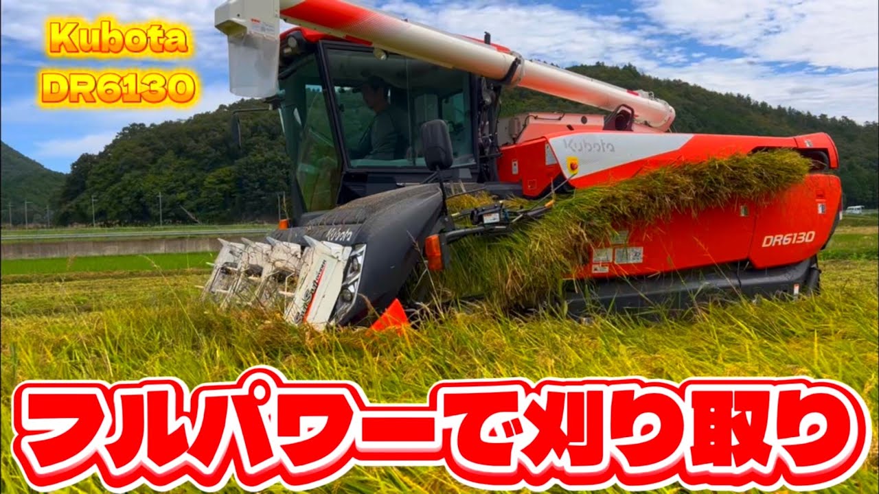 Kubota DR6130クボタの6条130馬力コンバインで刈り取りSTAR🏃‍♂️