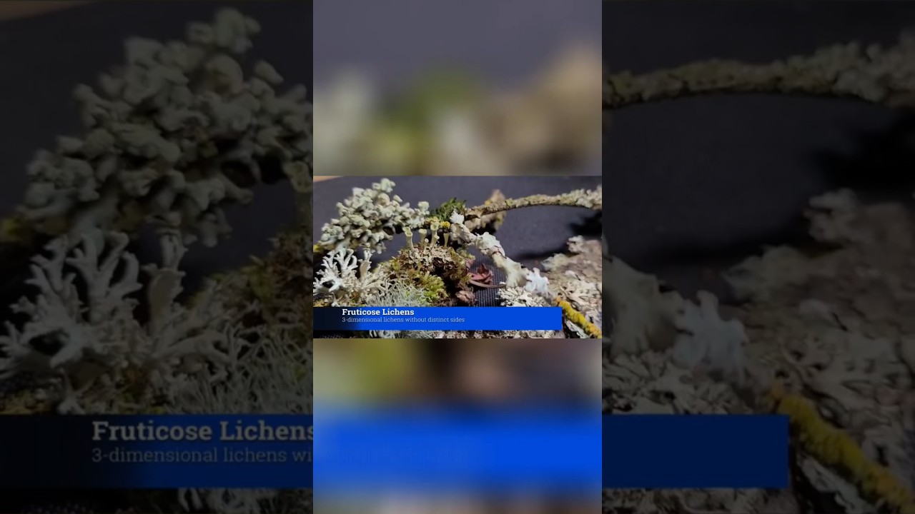Discover the 3 Major Types of Lichens