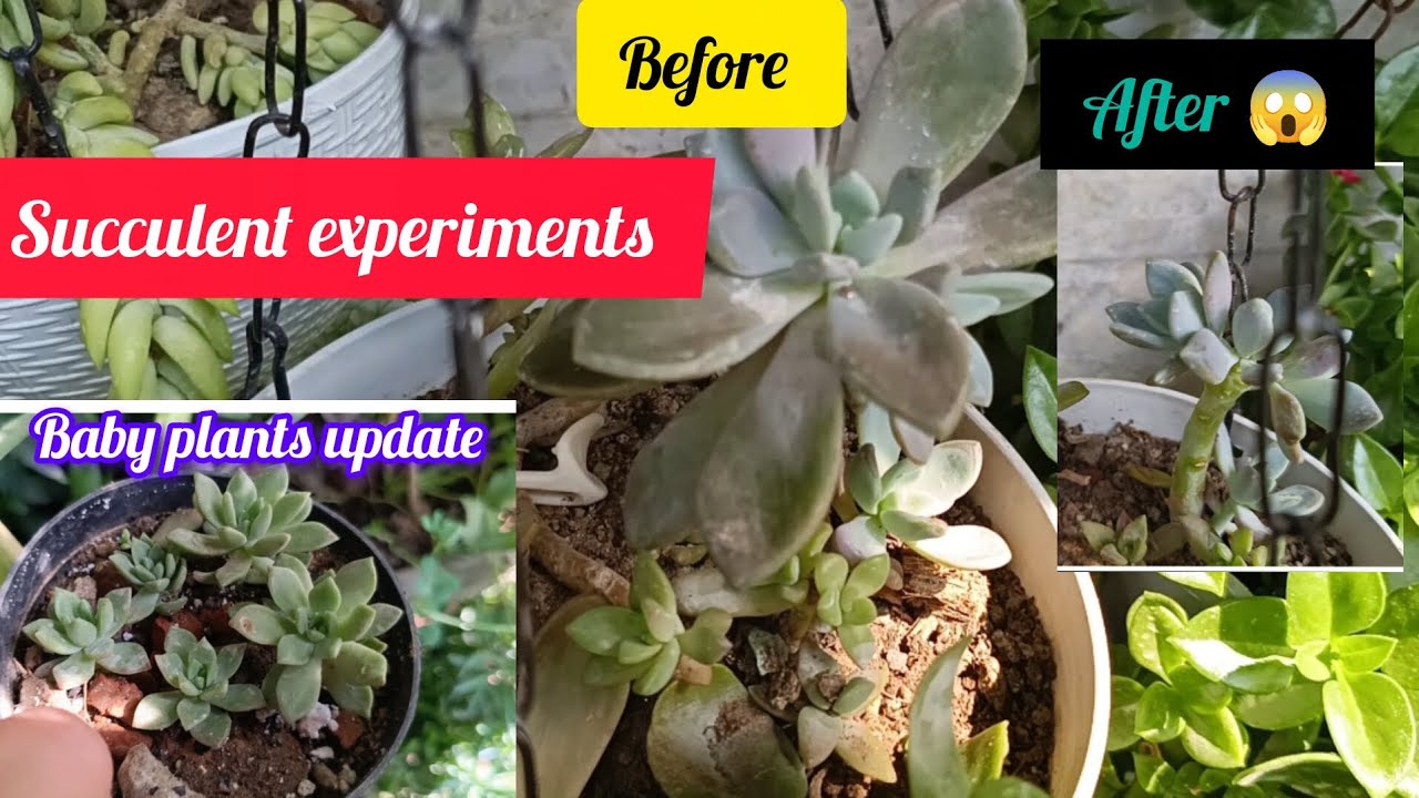 Succulent tips #gardening #succulent #succulentcare #succulentgarden #succulentlove #succulentplant