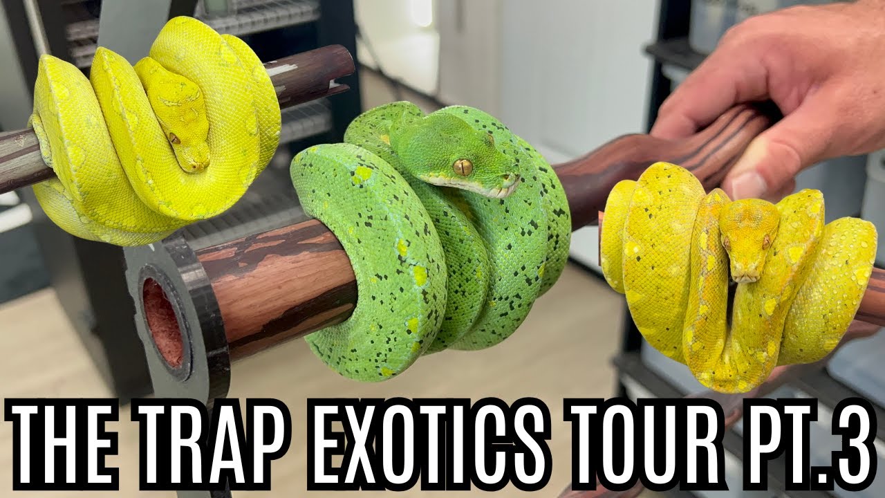 Потрясающие дизайнерские зеленые древесные питоны!