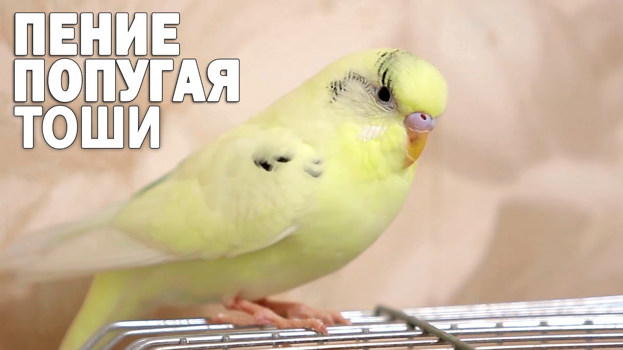 🌞 Весёлое пение волнистого попугая Тоши 👍2022