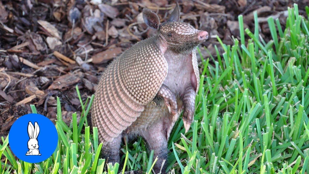 Cute ARMADILLO compilation - NEW 2019